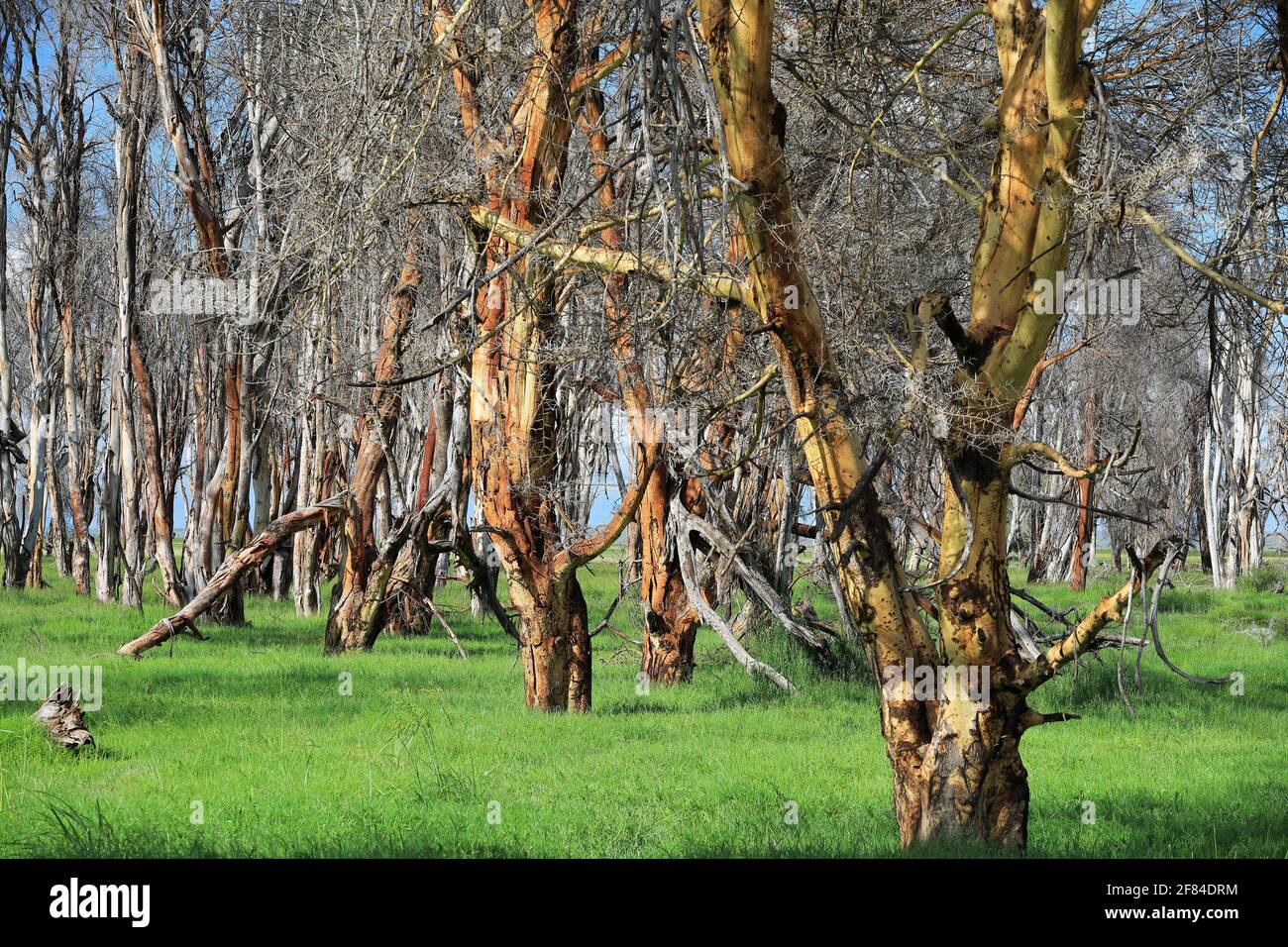 Robinier, robinier (Vachellia xanthophloea), forêt, parc national d'Amboseli, Kenya Banque D'Images