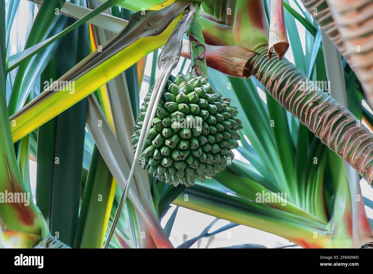 Le Pandano, Pandanus utilis, est un arbre tropical. Originaire de Madagascar et de Maurice, il apparaît dans des jardins à Porto Rico, en Floride et en Californie. Banque D'Images