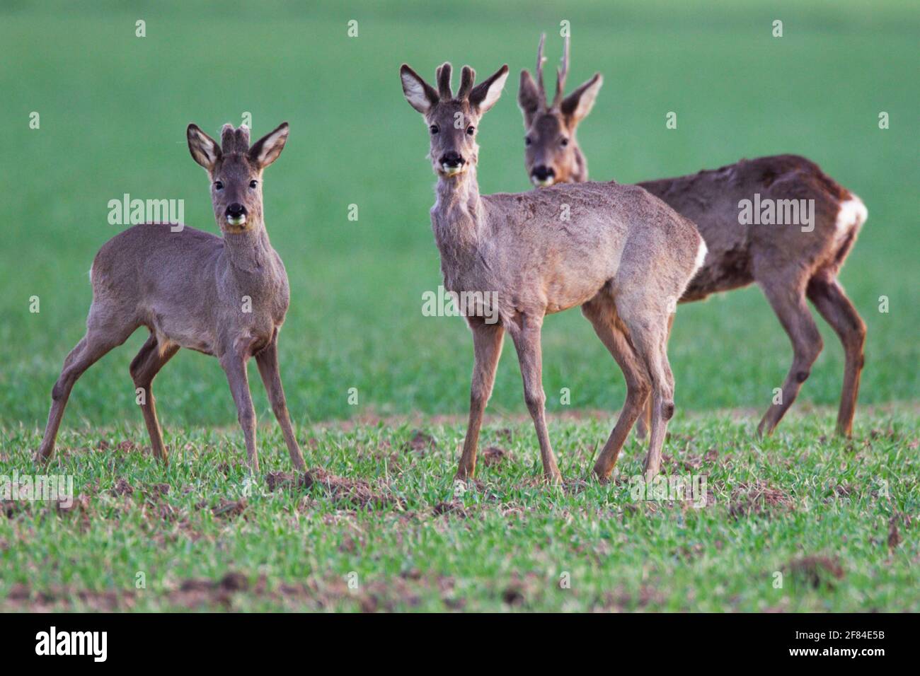 Roe deers européens (Capranolus capranolus), roe buck, dans le bast, Allemagne Banque D'Images