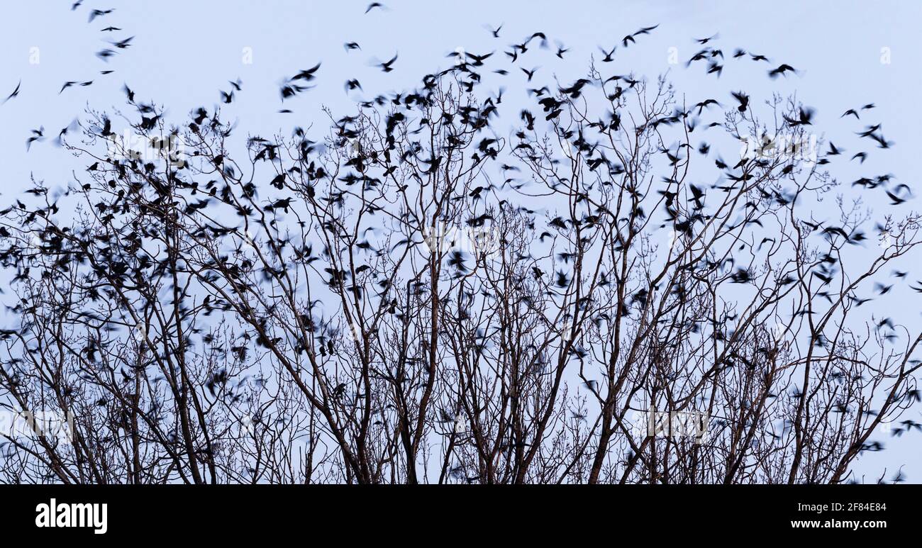 Rok (Corvus frugilegus), colonie, Allemagne Banque D'Images