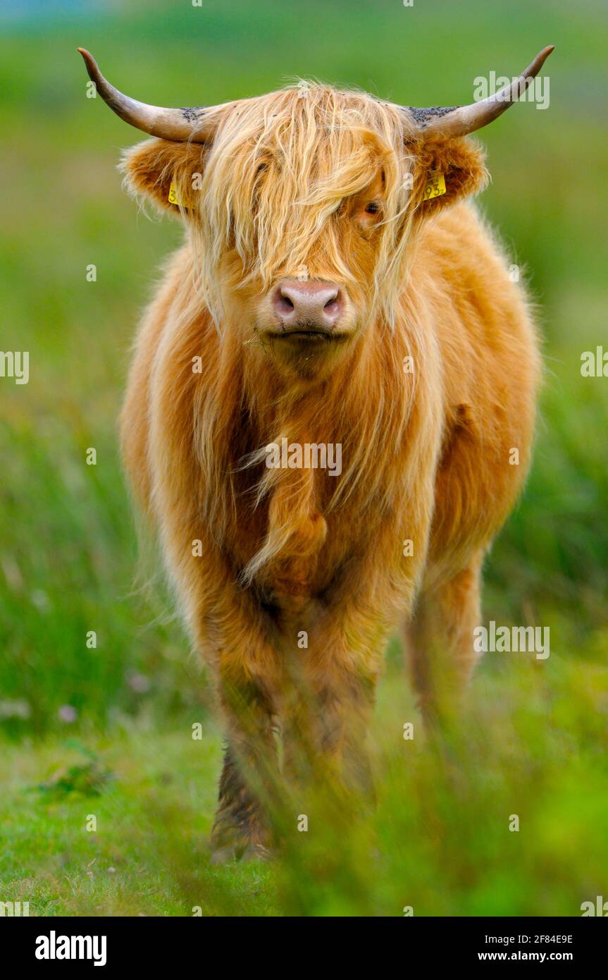 Scottish Highland Cattle, étiquettes d'oreille Banque D'Images