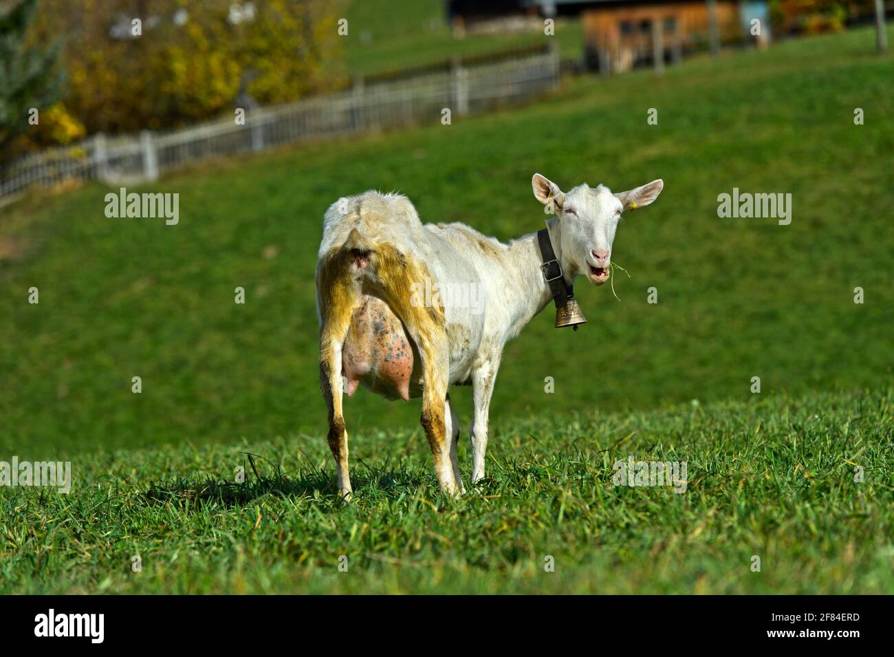 Chèvre saanen sans cornes avec cloche, Saanen, Obersimmental-Saanen, canton de Berne, Suisse Banque D'Images