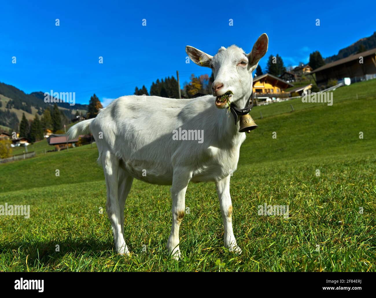 Chèvre saanen sans cornes avec cloche, Saanen, Obersimmental-Saanen, canton de Berne, Suisse Banque D'Images