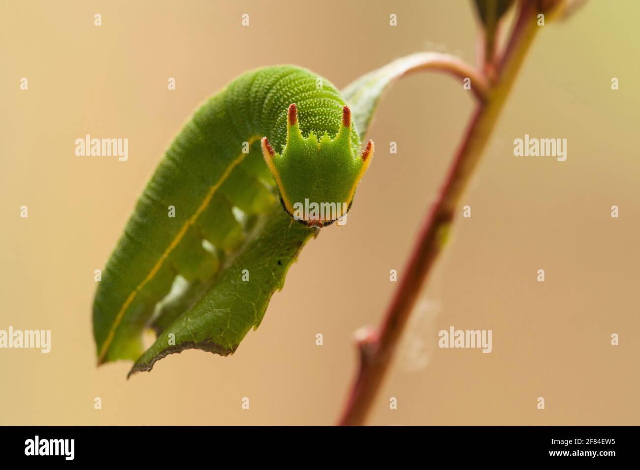 Pasha à deux queues (Charax jasius), caterpillar Banque D'Images