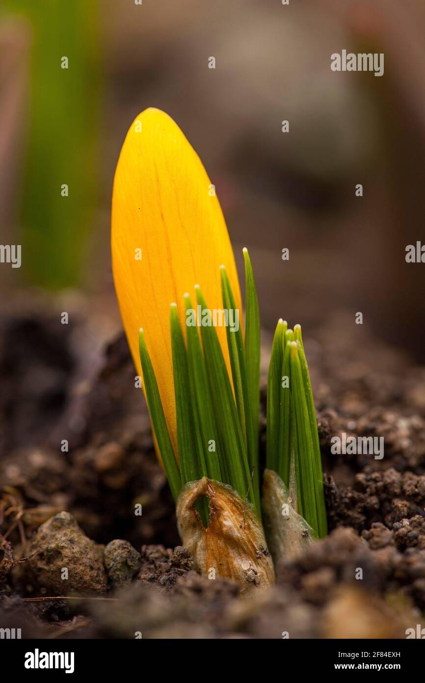 Crocus jaune néerlandais (Crocus flavus) Rhénanie-Palatinat, Allemagne Banque D'Images