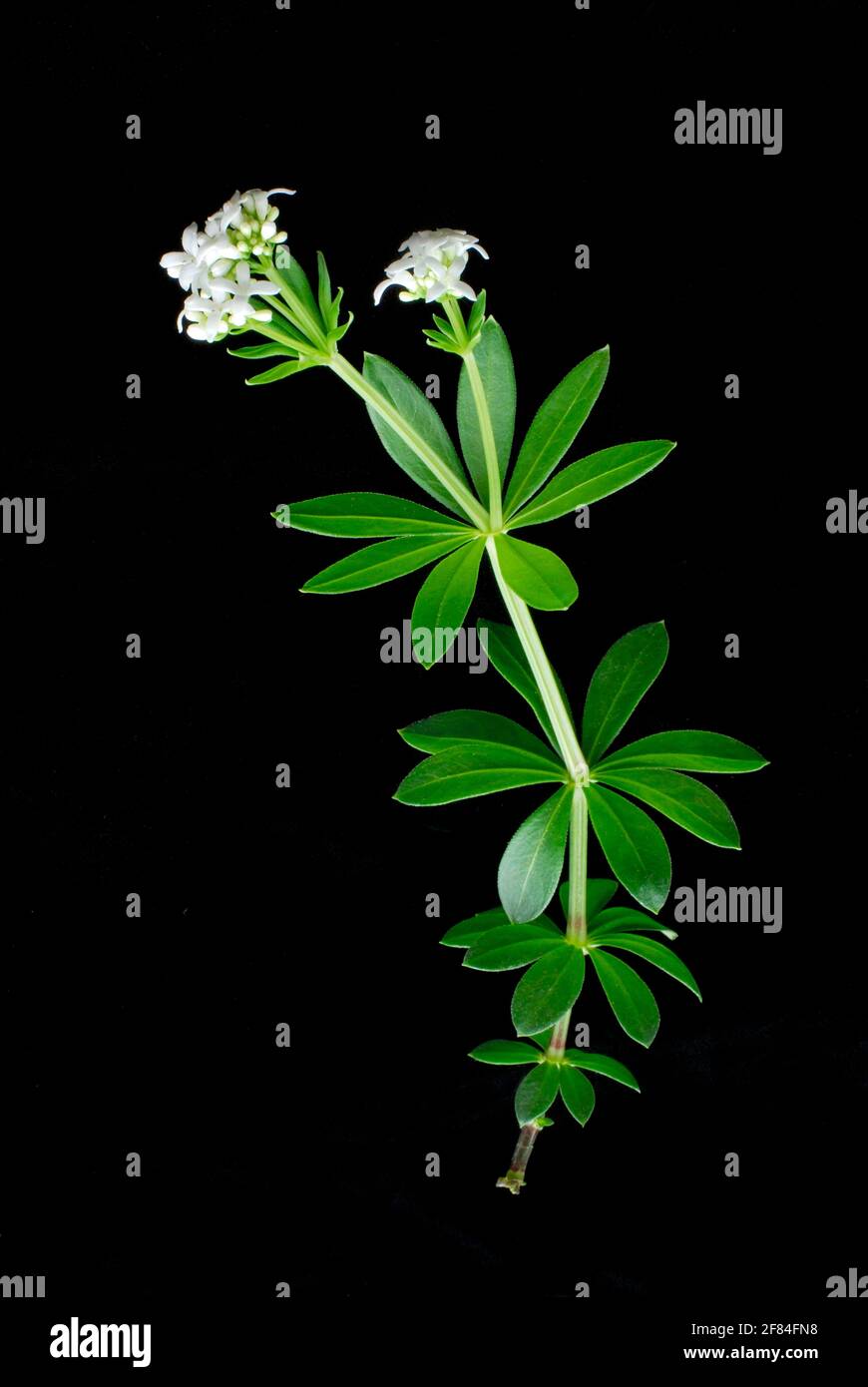Véritable Galium odoratum (Galium odoratum Asperula odorata) (Galium odoratum, Asperula odorata) , paille de lit parfumée Banque D'Images