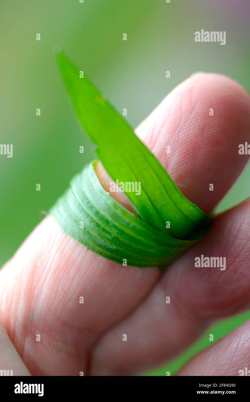 Plantain de Ribwort (Plantago lanceolata) enveloppé autour des doigts, soin des plaies, pour les piqûres d'insectes Banque D'Images
