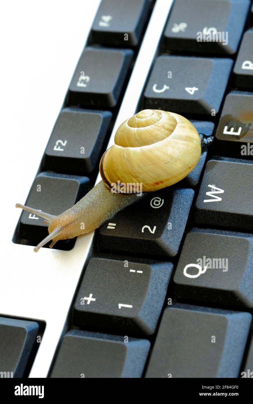 Snail on computer keyboard Banque de photographies et d'images à haute  résolution - Alamy
