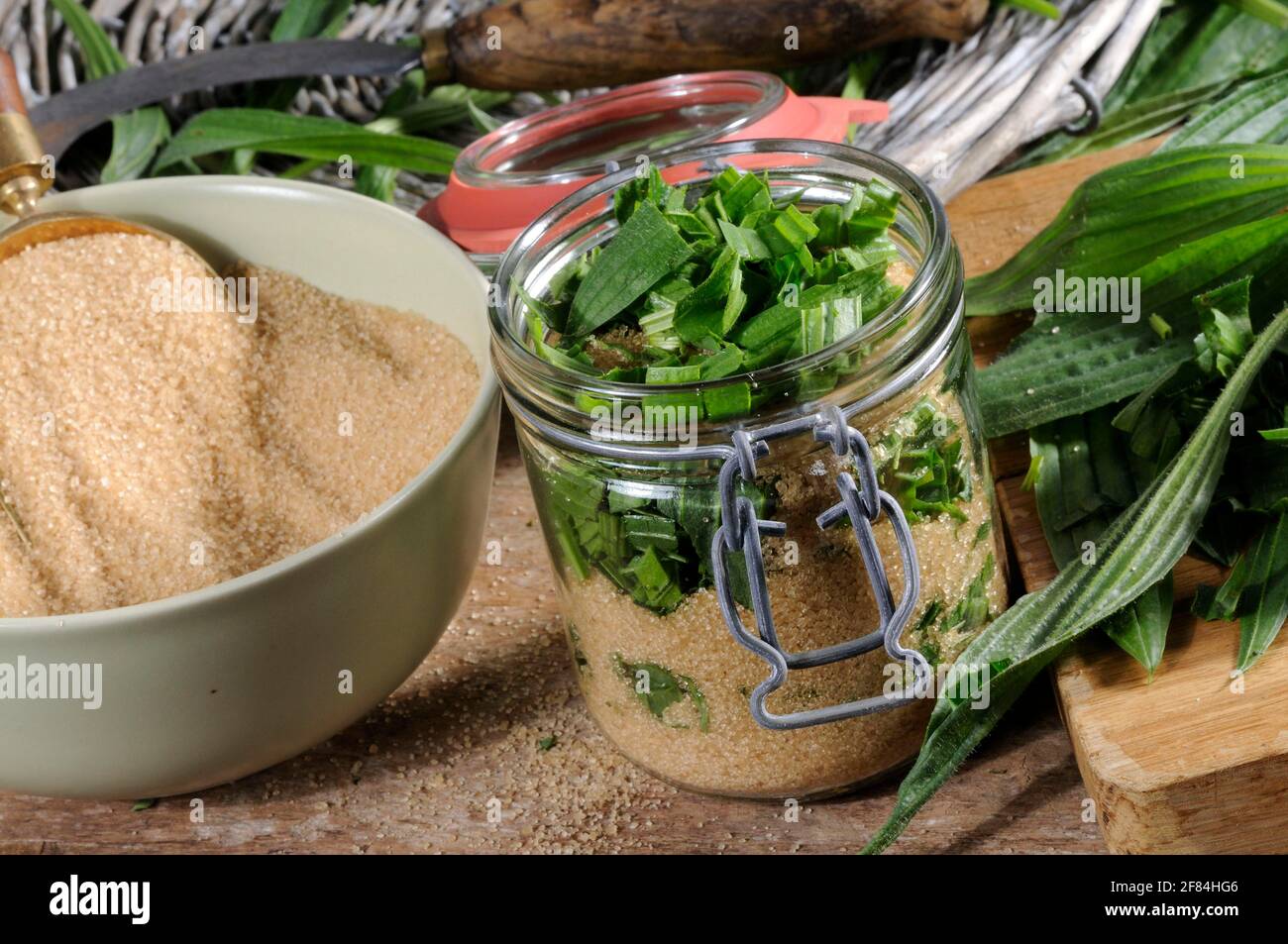 Production de sirop de ribmole (Plantago lanceolata) sucre de canne brun, sirop, sucre brun Banque D'Images