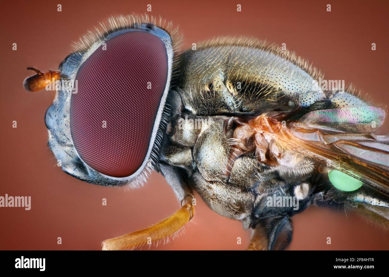 Tête et thorax d'un aéroglisseur (Melanostoma scalaare) Banque D'Images