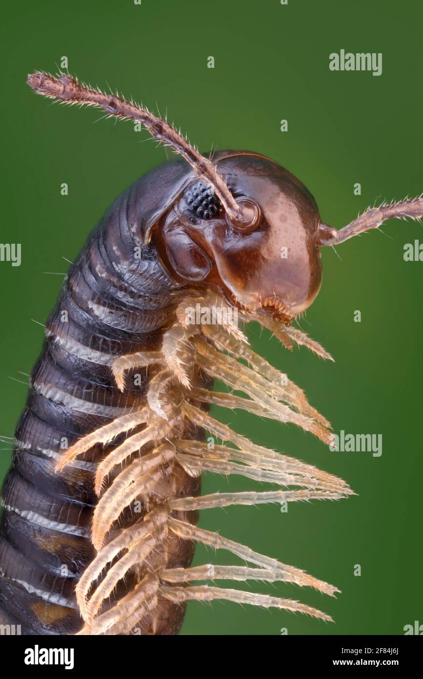 Gros plan d'un millipede érétif (Tachypodoiulus niger) Banque D'Images