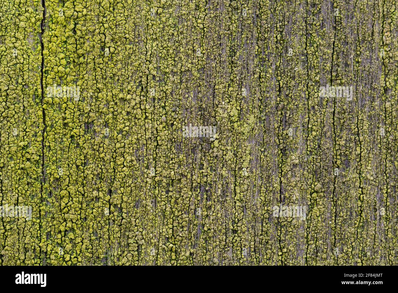 Mousse sur bois. Planche moussy. Fond vert naturel. Banque D'Images