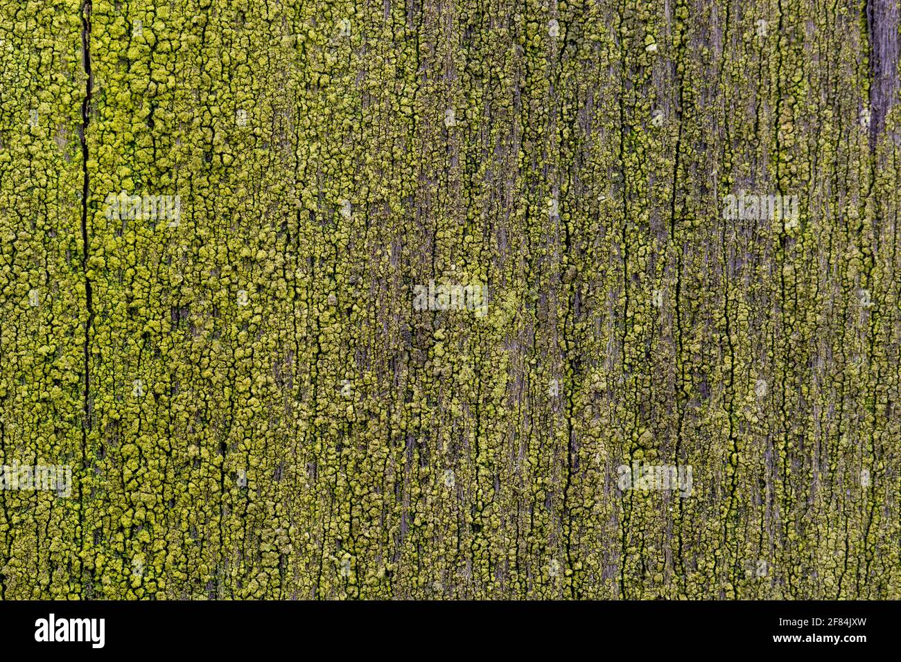 Mousse sur bois. Planche moussy. Fond vert naturel. Banque D'Images