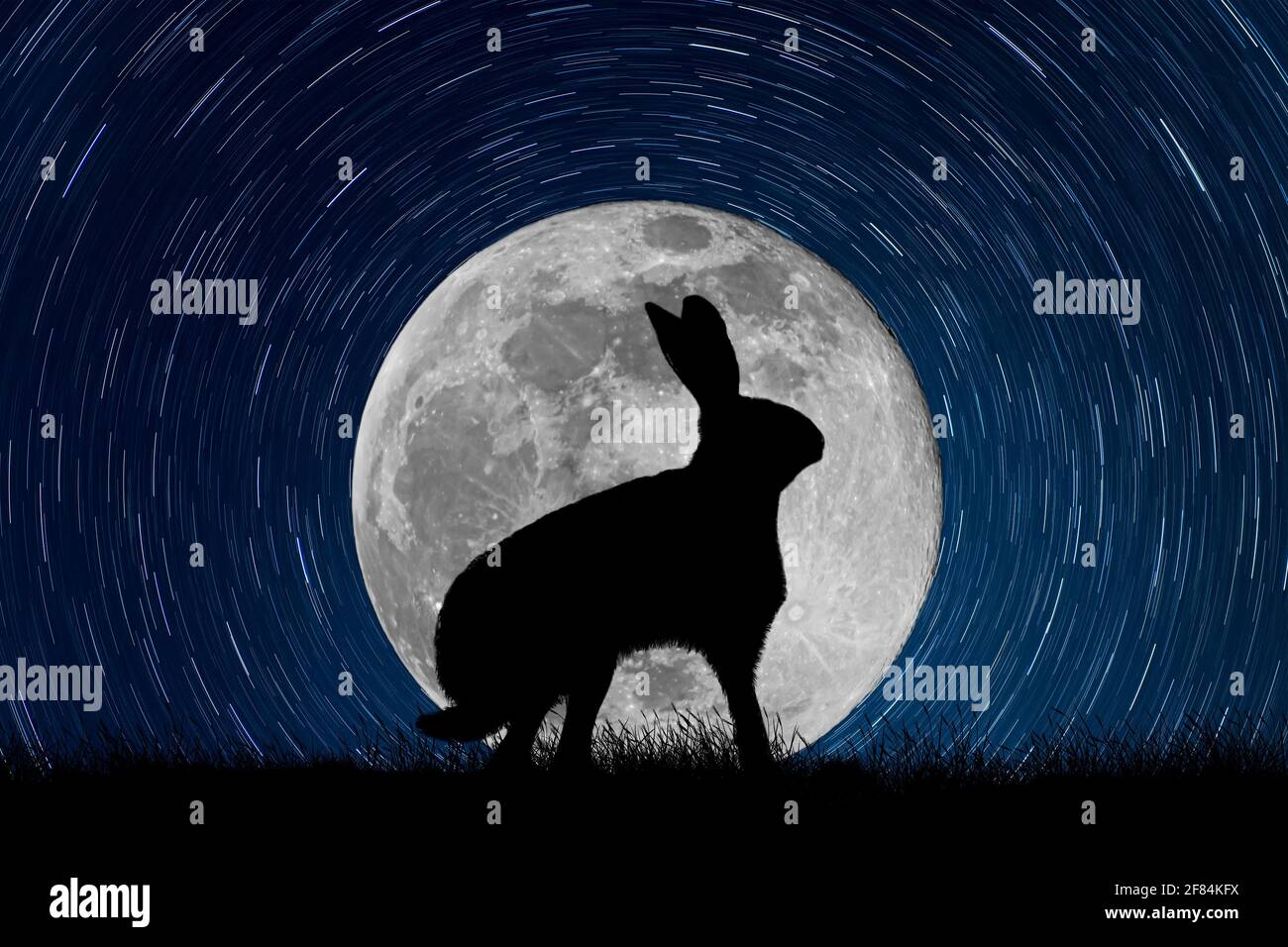 Silhouette de lièvre ou de lapin dans le ciel étoilé au clair de lune Banque D'Images