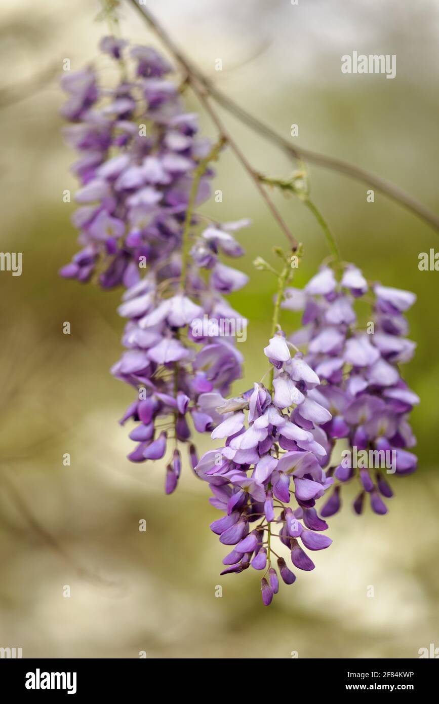 Wisteria chinoise (Wisteria sinensis) - Comté de Hall, Géorgie. Des grappes de wisteria violettes pendent d'un arbre le matin du printemps. Banque D'Images