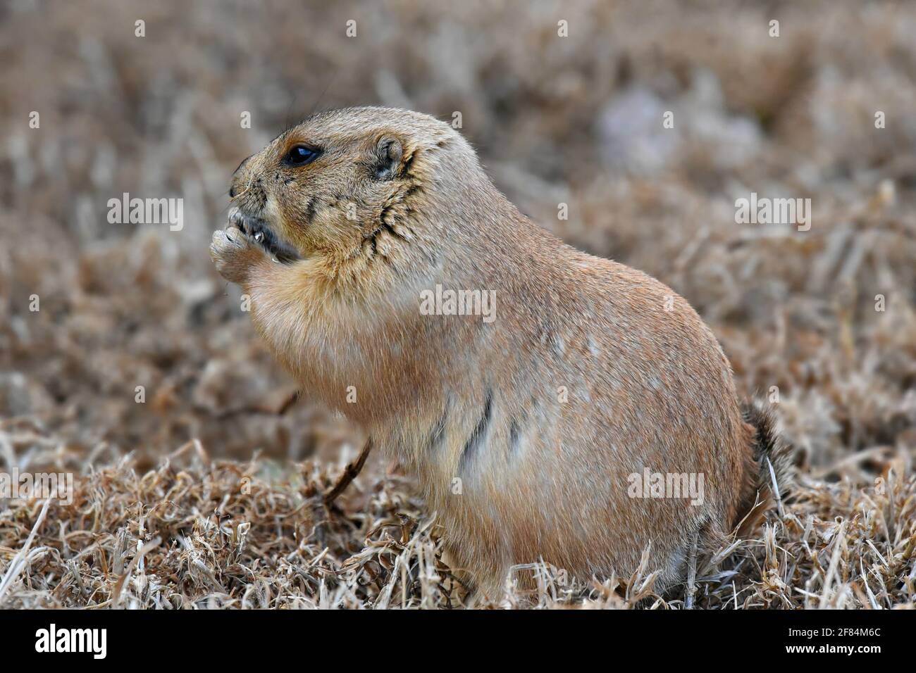 Cynomys leucurus (chien de prairie à queue blanche) sur un portrait de l'habitat naturel. Banque D'Images