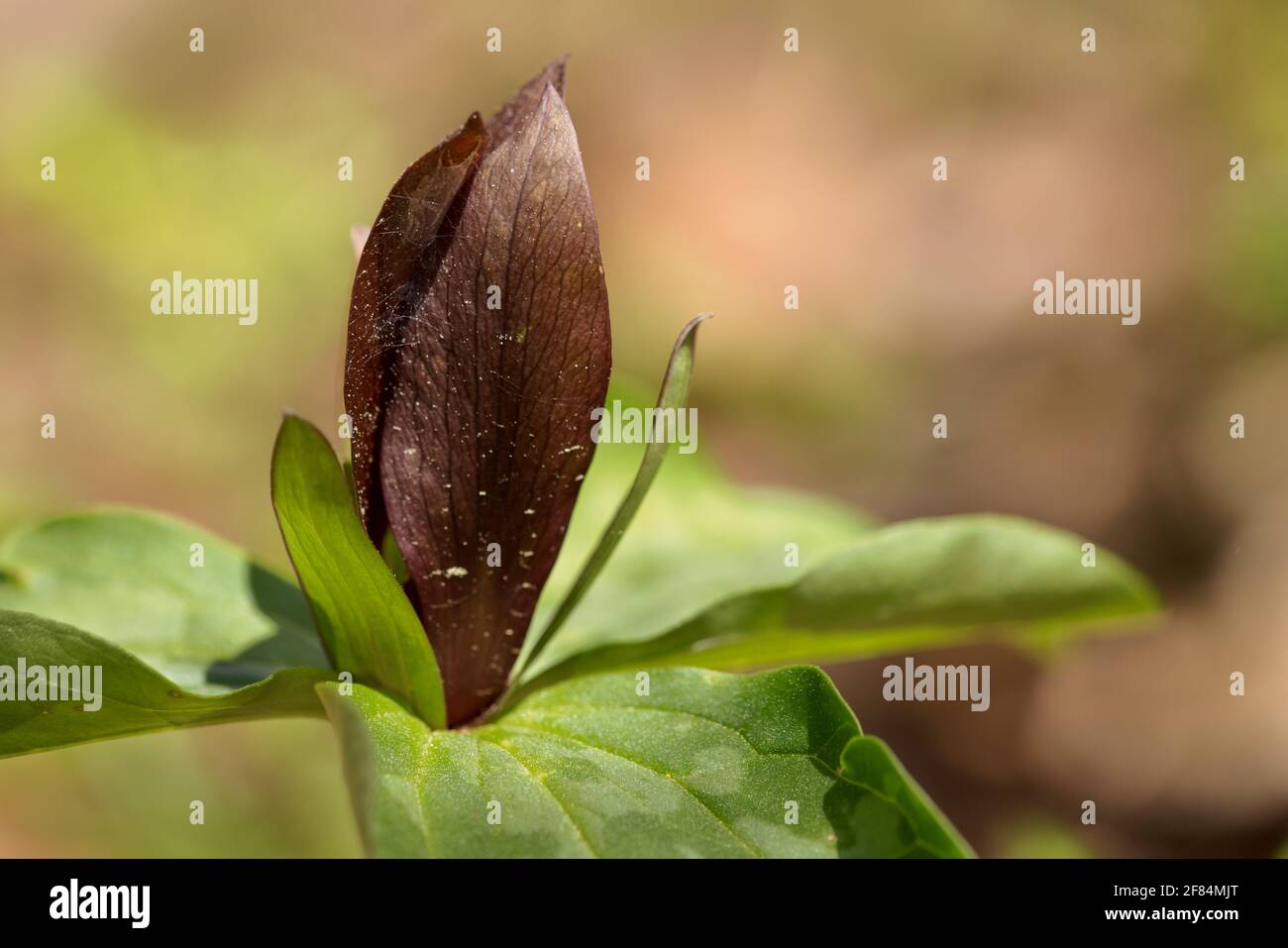 ToadShade (Trillium sessile), réserve naturelle de Chicopee Woods - Comté de Hall, Géorgie. ToadShade trillium boire du soleil le long de la route Dodd, comme un g Banque D'Images