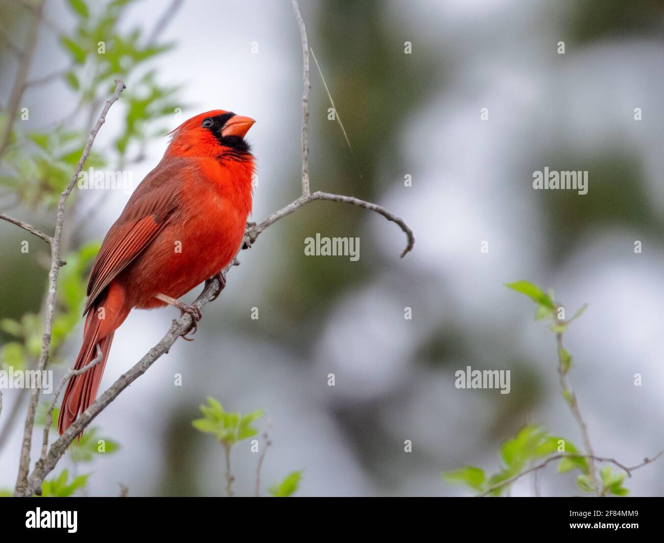Cardinal du Nord (cardinalis cardinalis) - Comté de Hall, Géorgie. Cardinal du nord d'un homme qui s'appelle des sommets des arbres lors d'une matinée de printemps trouble. Banque D'Images