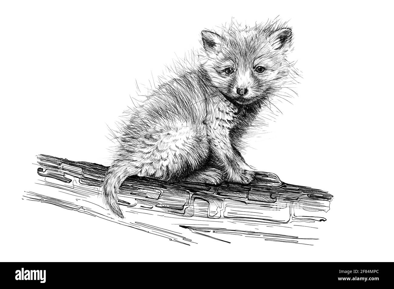 Renard Dessin Noir Et Blanc Banque d'image et photos - Alamy
