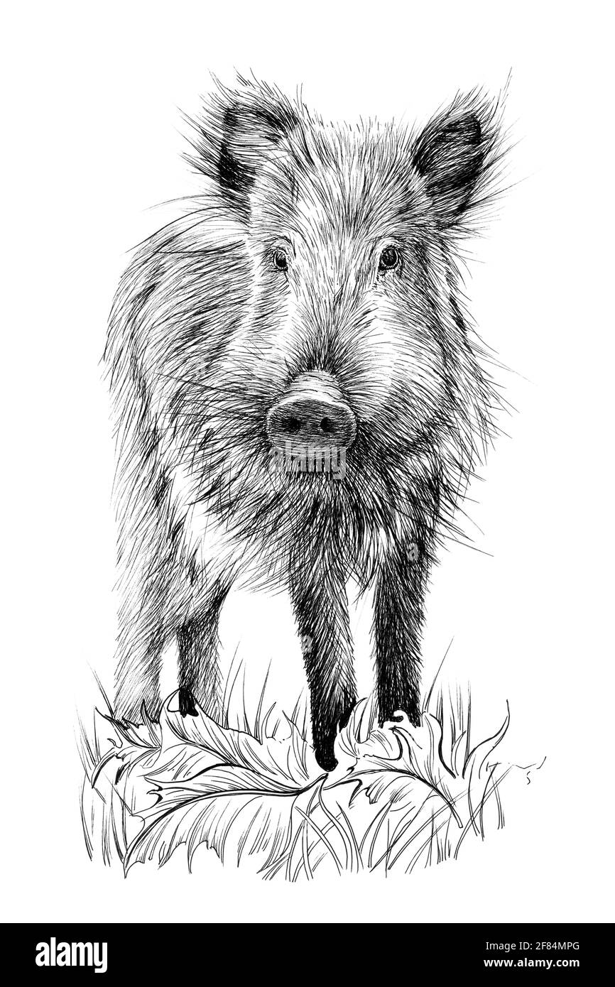 Dessin Manuel Bebe Sanglier Dessin Graphique Illustration Monochrome Sur Fond Blanc Originaux Pas De Trace Photo Stock Alamy