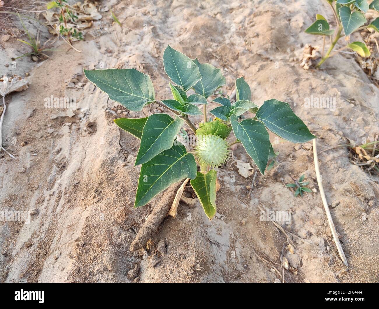 Une vue de dessus de fruits verts Datura innoxia également connu Comme Datura wrightii ou Datura sacrée Banque D'Images