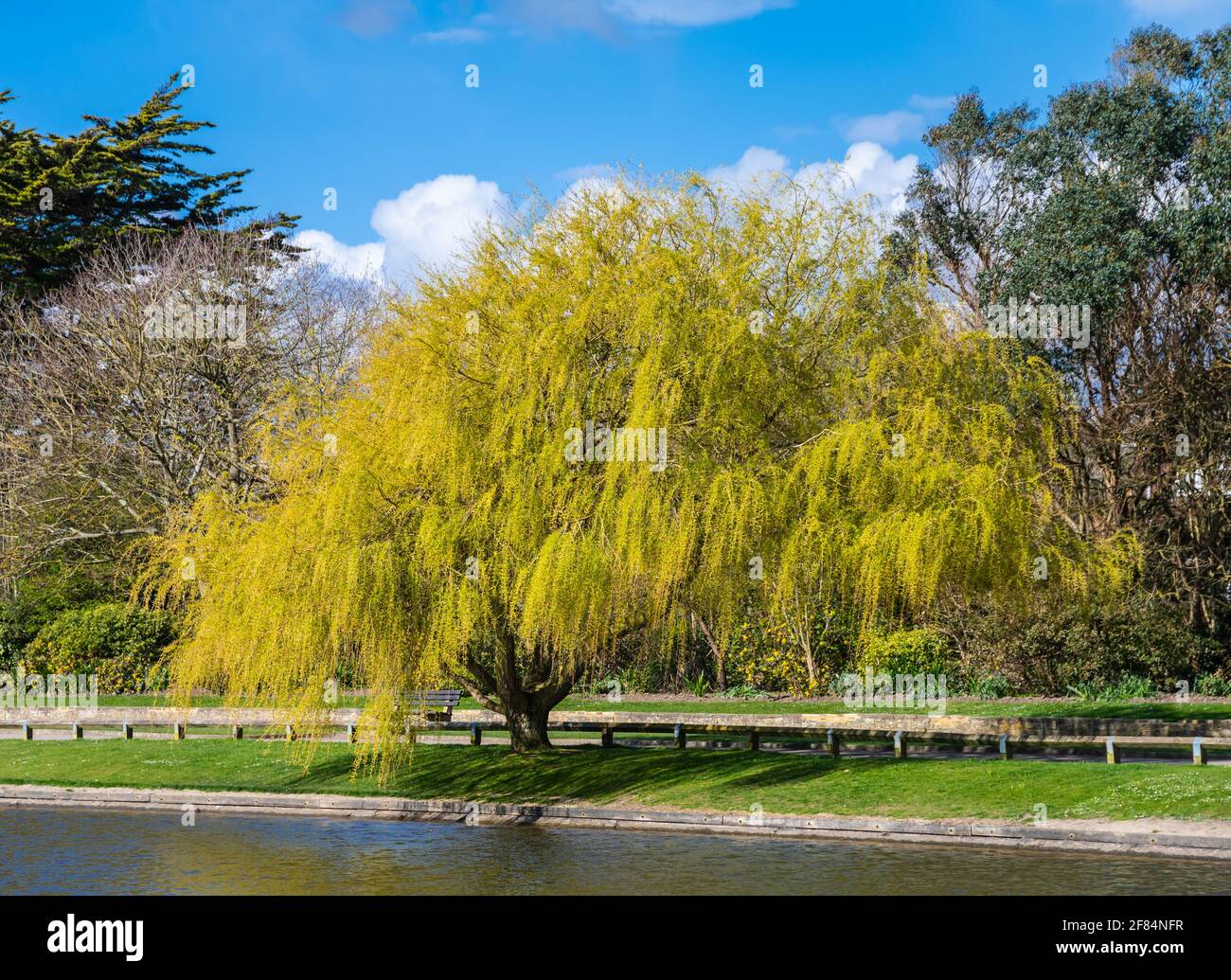 Saule pleurant (Salix babylonica) avec feuillage jaune croissant sur le côté d'un petit lac dans un parc au printemps à West Sussex, Angleterre, Royaume-Uni. Banque D'Images