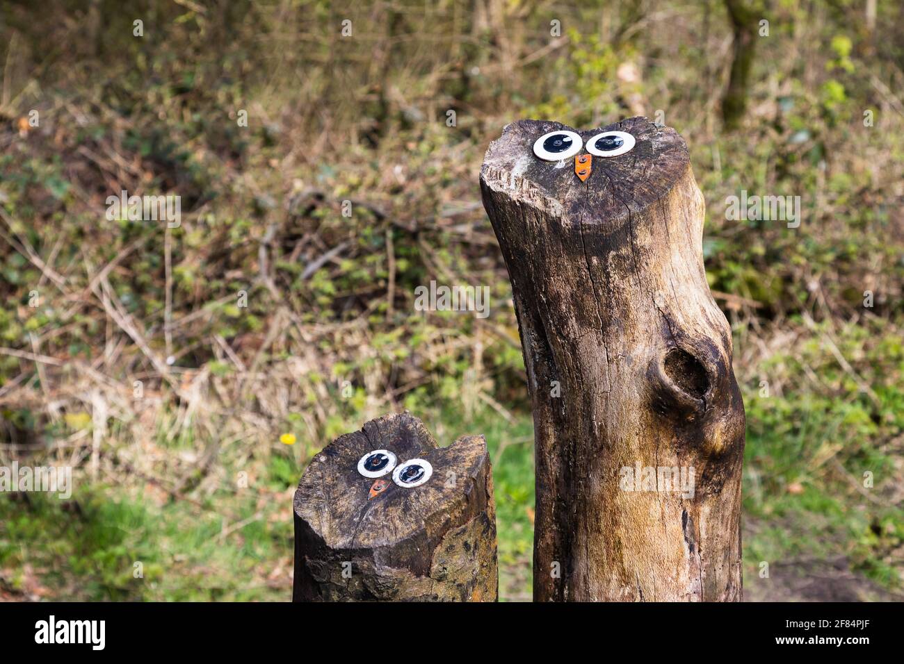 Paire de faces de hibou créées sur une souche d'arbre dans la forêt près de Wigan dans le Lancashire. Banque D'Images