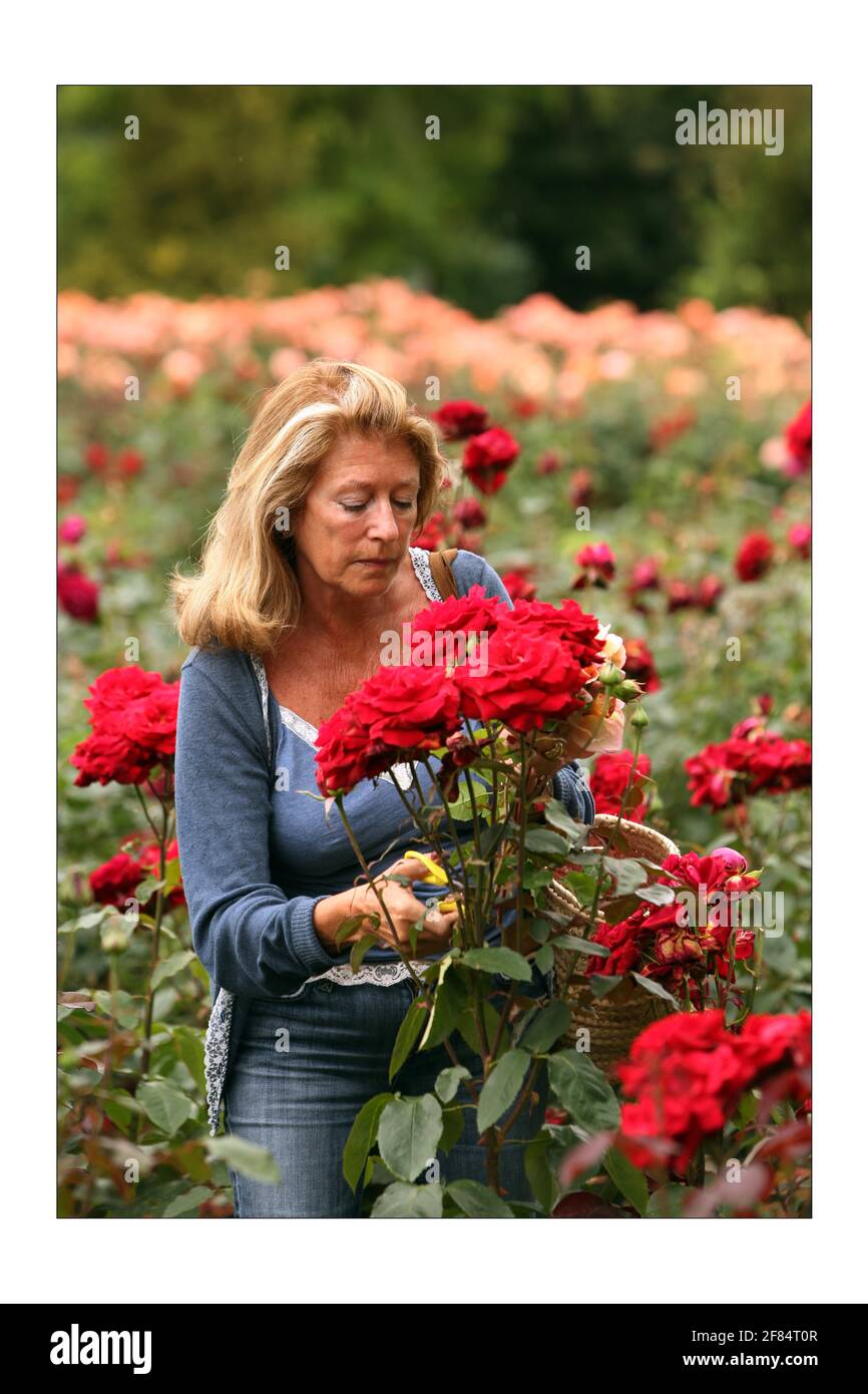 Danae Brook, journaliste, est la seule entreprise du pays à cultiver des roses anglaises dans des terres sans produits chimiques, principalement en plein air. Sa ferme se trouve à Little Horkesley près de Colchesterphotographie par David Sandison The Independent Banque D'Images