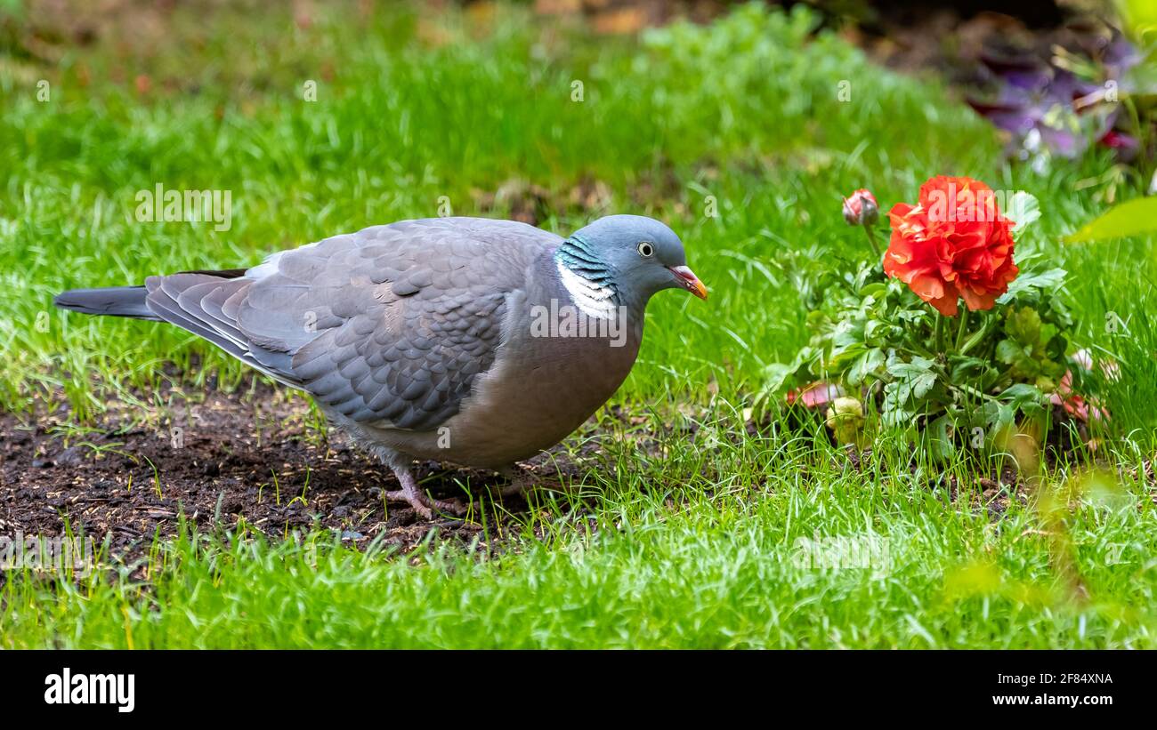Pigeon en bois, tourterelle mangeant dans l'herbe, avec une fleur de ranunculus rouge Banque D'Images