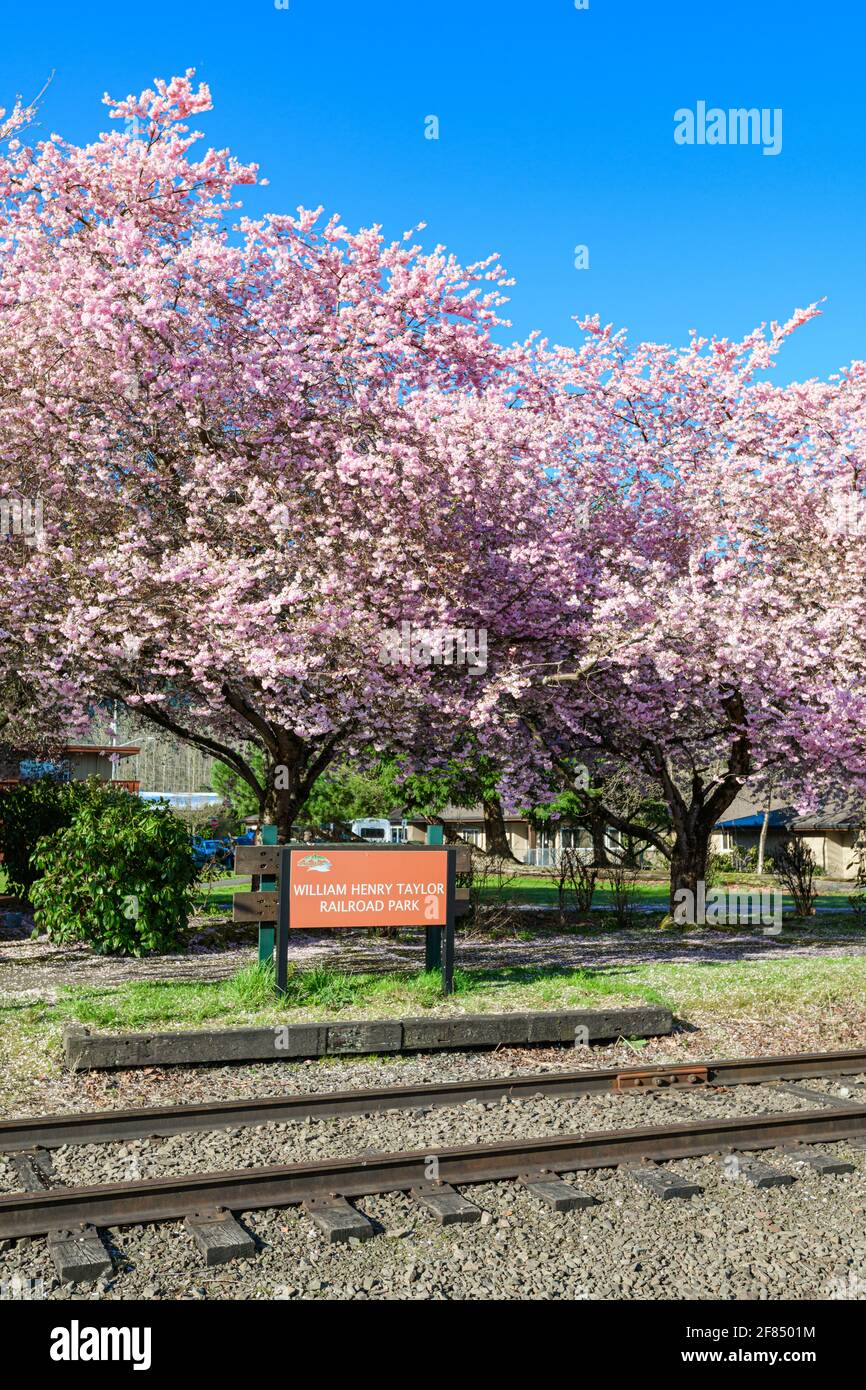 Cerisiers en fleurs dans un spectacle de rose à l' William Henry Taylor Railroad Park à North Bend Washington à Le Northwest Rail Museum Banque D'Images