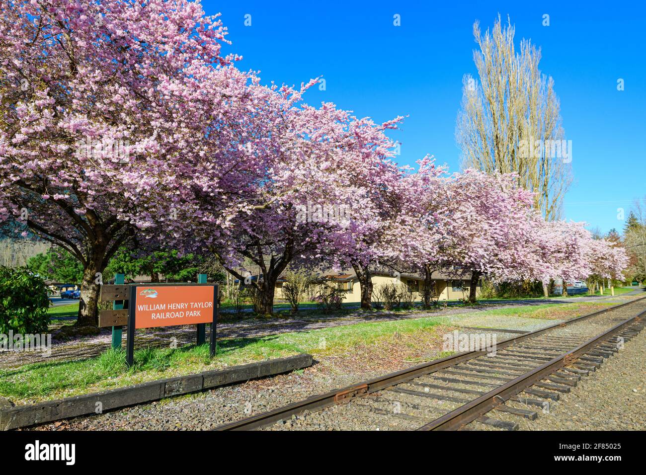 Cerisiers en fleurs dans un spectacle de rose à l' William Henry Taylor Railroad Park à North Bend Washington à Gare du Northwest Railway Museum Banque D'Images