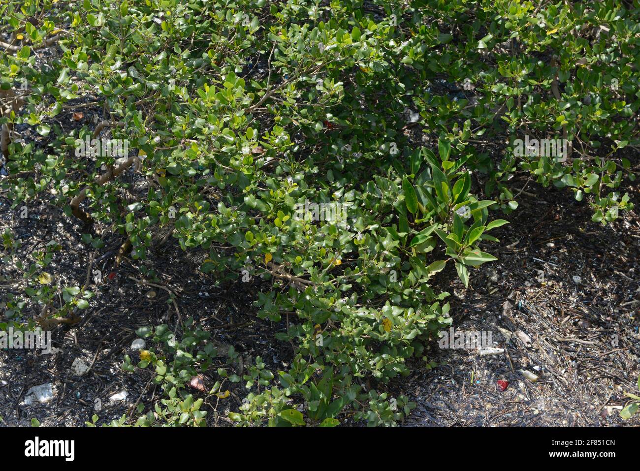 Mangroves en eau saumâtre au bord de la mer à Tai O sur l'île de Lantau, Hong Kong, Chine Banque D'Images