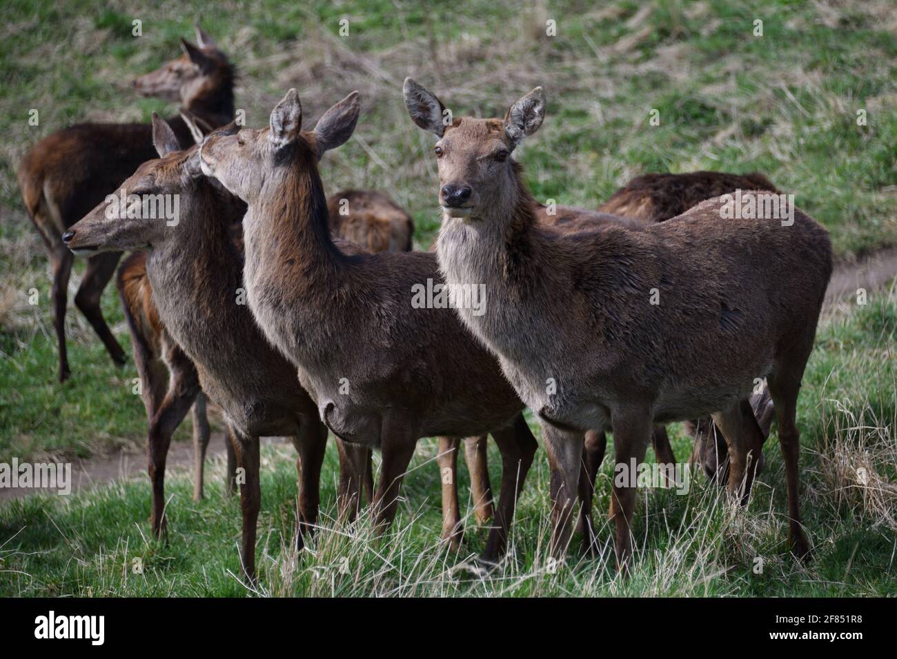Un troupeau de Red Deer à Chasewater Country Park, Brownhills Staffordshire Banque D'Images