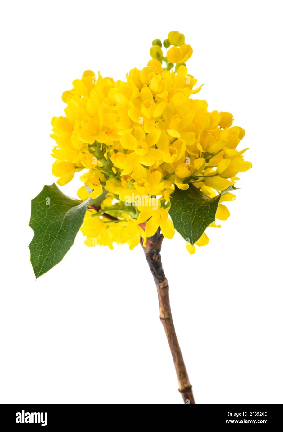 Fleurs de raisin de l'Oregon isolées sur fond blanc Banque D'Images Fleurs de raisin de l'Oregon isolées sur fond blanc Banque D'Images