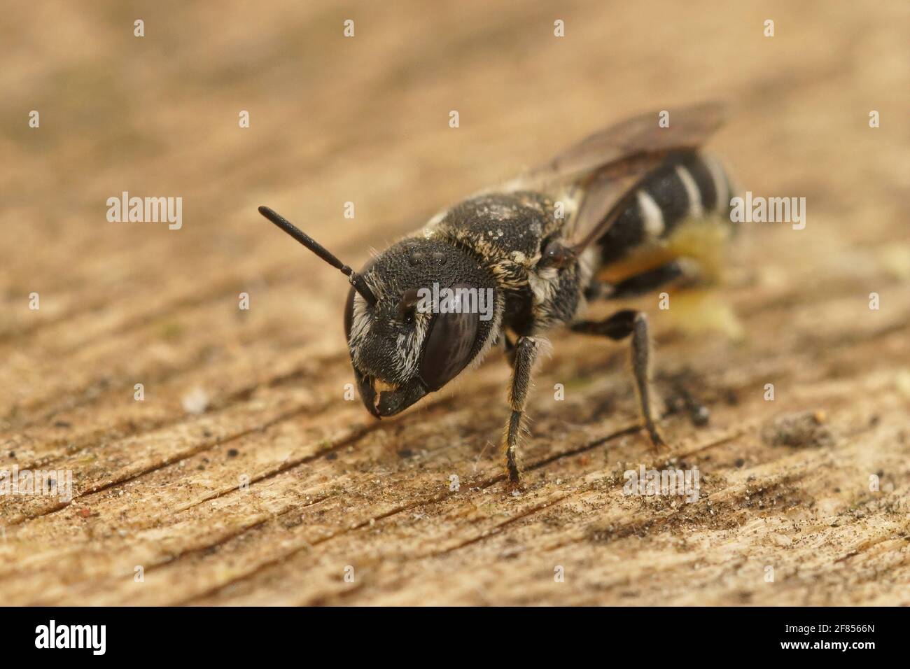 Gros plan d'une petite abeille en résine femelle, Heriades crenulatus dans le Gard, France Banque D'Images