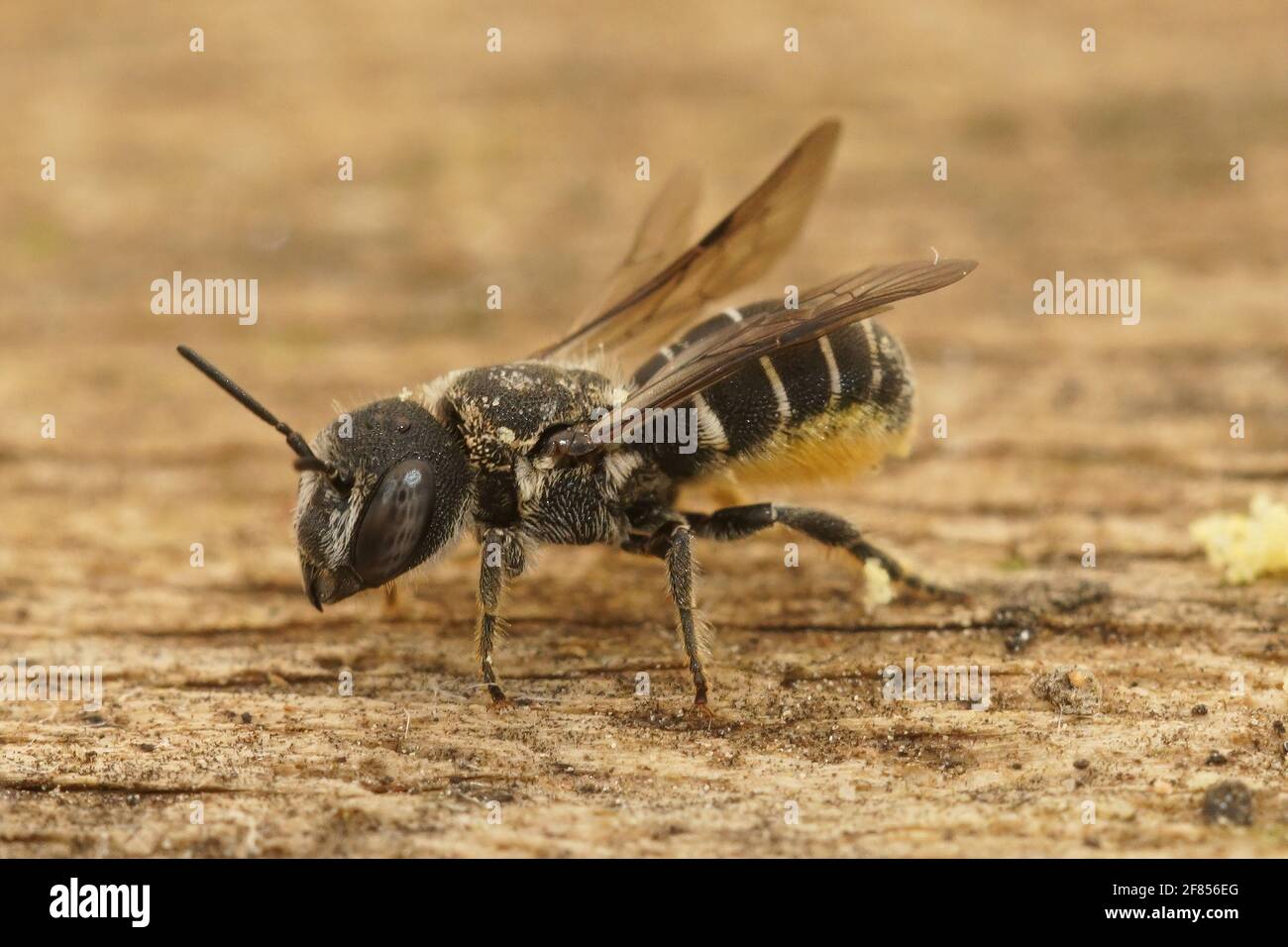 Gros plan d'une petite abeille en résine femelle, Heriades crenulatus, sur une surface en bois Banque D'Images