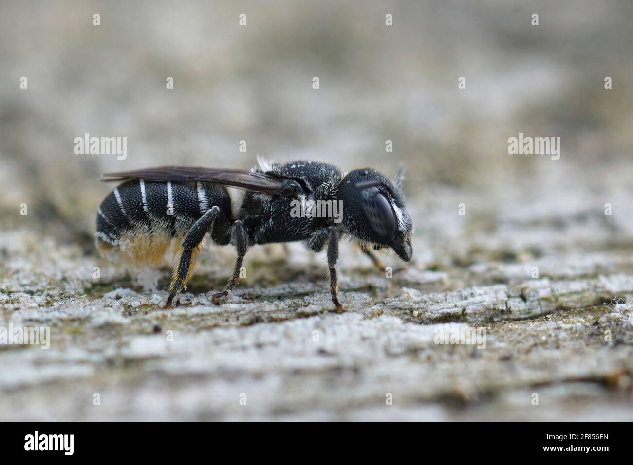 Gros plan d'une petite abeille en résine femelle, Heriades crenulatus, sur une surface en bois Banque D'Images