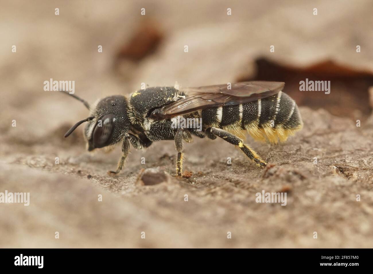 Gros plan d'une petite abeille en résine femelle, Heriades crenulatus, sur une feuille Banque D'Images