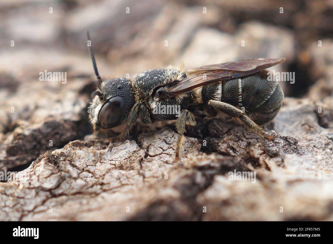 Gros plan d'une petite abeille en résine femelle, Heriades crenulatus, sur une feuille Banque D'Images