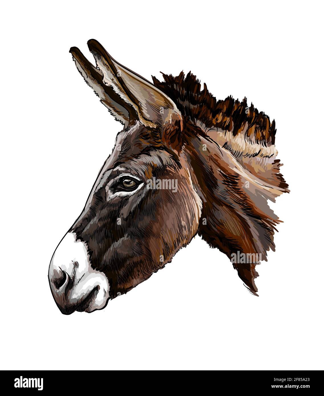 Portrait de tête d'âne d'une touche d'aquarelle, dessin coloré, réaliste. Illustration vectorielle des peintures Illustration de Vecteur