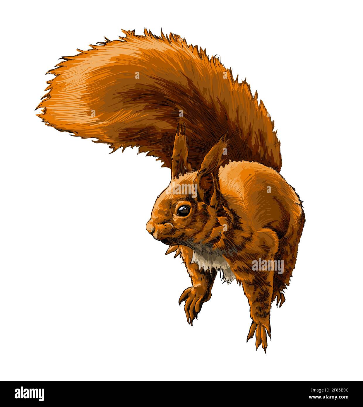 Écureuil rouge eurasien d'une éclaboussure d'aquarelle, dessin coloré, réaliste. Illustration vectorielle des peintures Illustration de Vecteur