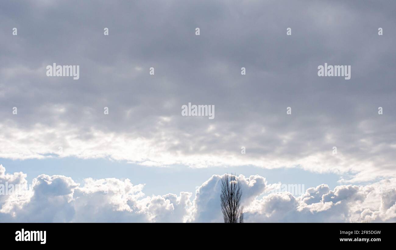 L'arbre est haut dans les nuages, de beaux nuages, le climat est en train de changer. Nuages moelleux sur un fond de peupliers. Banque D'Images