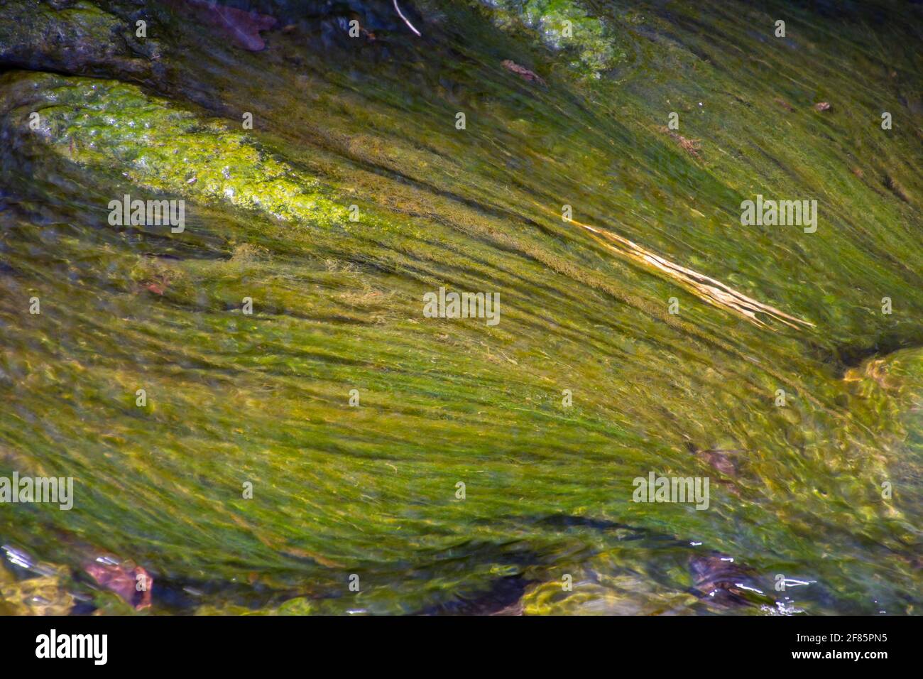 Algues vertes et eau claire d'un petit ruisseau pour un fond vert naturel Banque D'Images