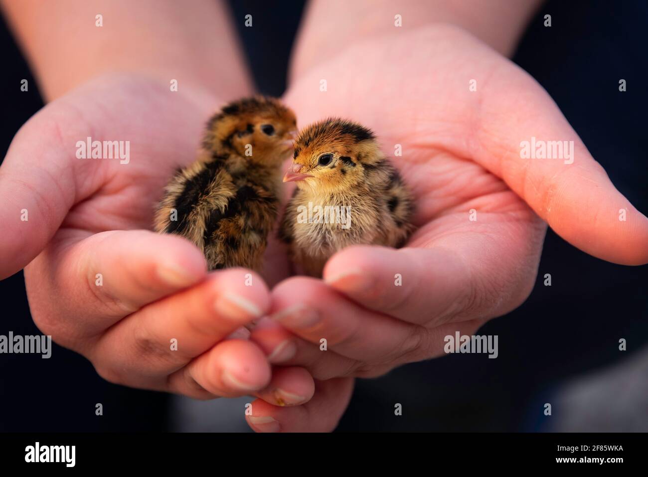 2 poussins de caille jumbo coturnix dans les mains de la femme Banque D'Images
