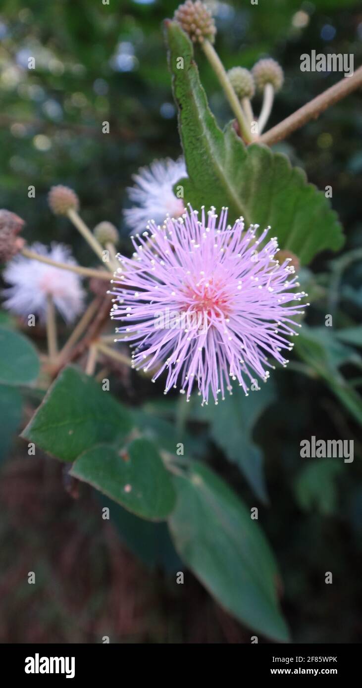 un cliché vertical d'un mimosa pudica rose avec du vert feuilles épaisses Banque D'Images