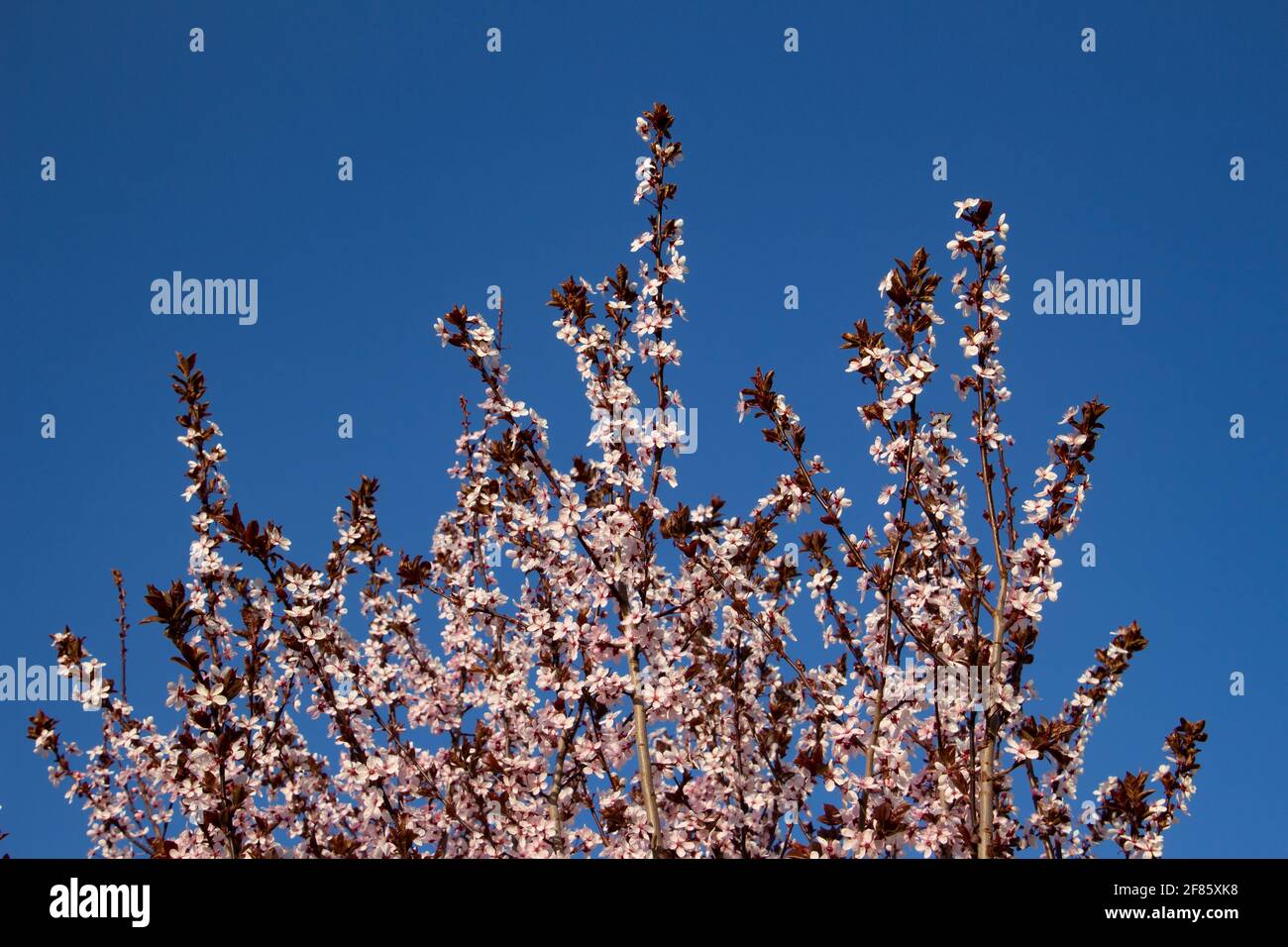 Branches avec fleurs d'une prune de cerise avec ciel bleu en arrière-plan, également appelé Prunus cerasifera ou Kirschpflaume Banque D'Images