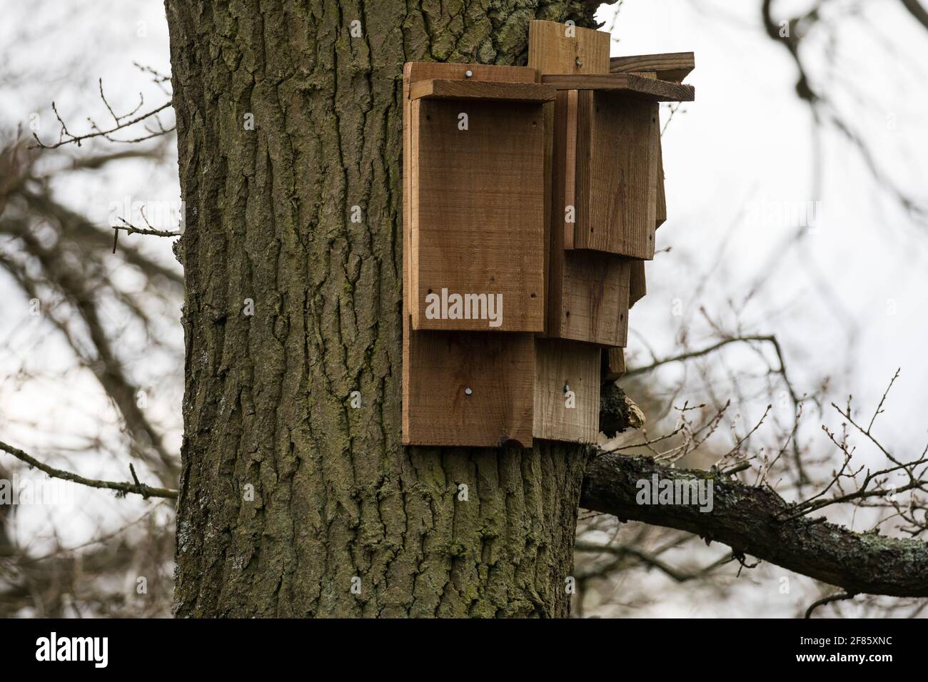 Great Missenden, Royaume-Uni. 9 avril 2021. Une chauve-souris est représentée près d'un site sur Leather Lane où plusieurs chênes centenaires ont été abattus pour permettre la construction d'une route d'accès temporaire et d'un composé pour la liaison ferroviaire à grande vitesse HS2. Suite à la pression des résidents locaux (plus de 40,000 personnes ont signé une pétition pour sauver les arbres), du Conseil de Buckinghamshire et du Chilterns conservation Board, il semble que les plans de HS2 ont été modifiés de manière à préserver certains des arbres le long de la voie de campagne ancienne riche en faune. Crédit : Mark Kerrison/Alamy Live News Banque D'Images