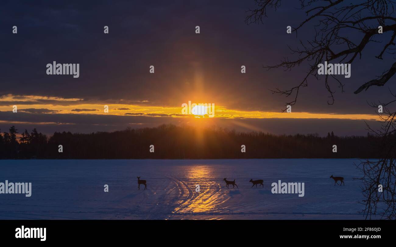 Les cerfs de Virginie traversent un lac gelé tout comme le soleil se lève dans le nord du Wisconsin. Banque D'Images