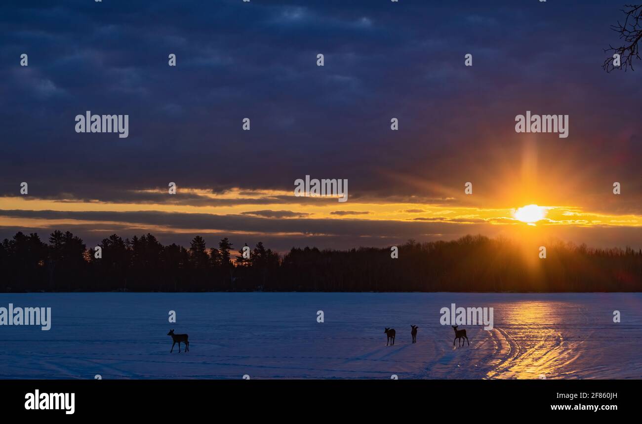 Les cerfs de Virginie traversent un lac gelé tout comme le soleil se lève dans le nord du Wisconsin. Banque D'Images