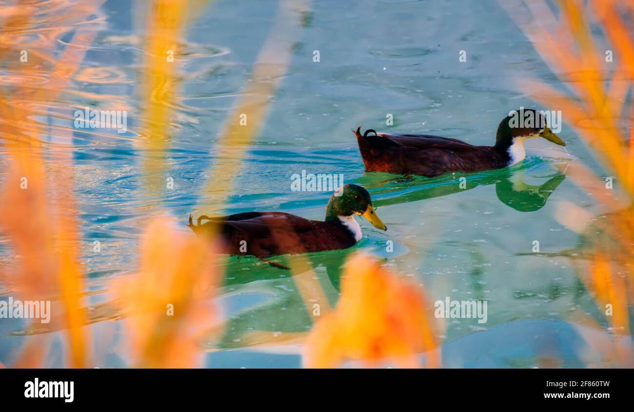 Pamukkale est une ville de l'ouest de la Turquie connue pour ses eaux thermales riches en minéraux qui s'écoulent sur des terrasses de travertin blanc sur une colline voisine. Il neighb Banque D'Images